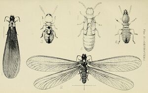 Australian insects (Plate II) (7268215444).jpg