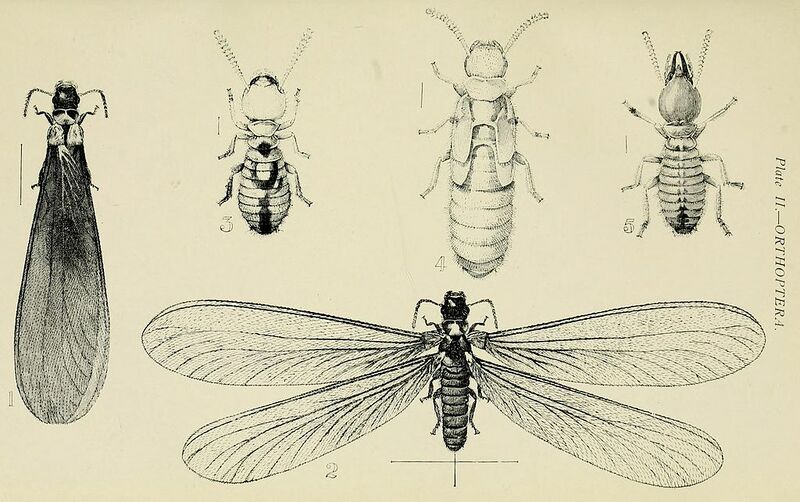 File:Australian insects (Plate II) (7268215444).jpg